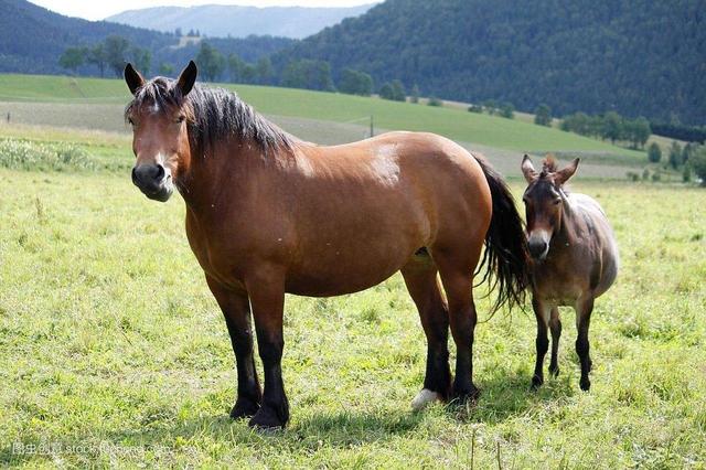 马属于什么类动物，马是属于兽类吗（马看上去处处比驴强）