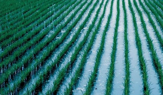 hoshi英语是什么意思，hoshi.（星网名）（当今最受注目的10款介绍网名）