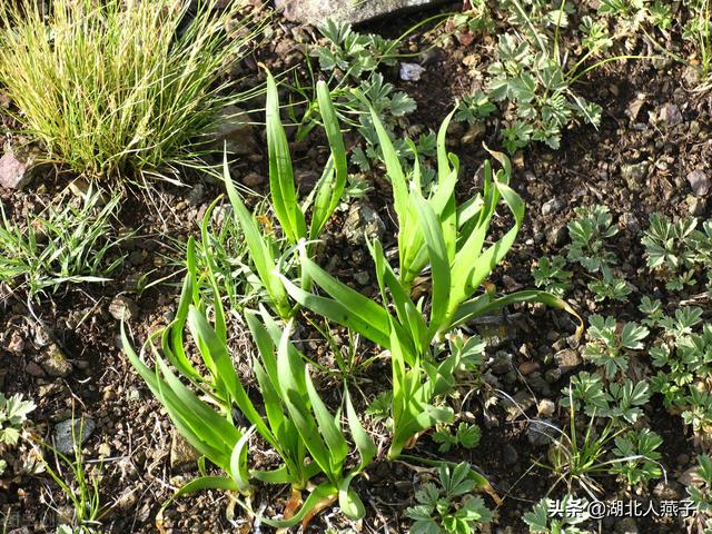 农村100种野菜图片，野菜的种类（常见的野菜图片与名字）