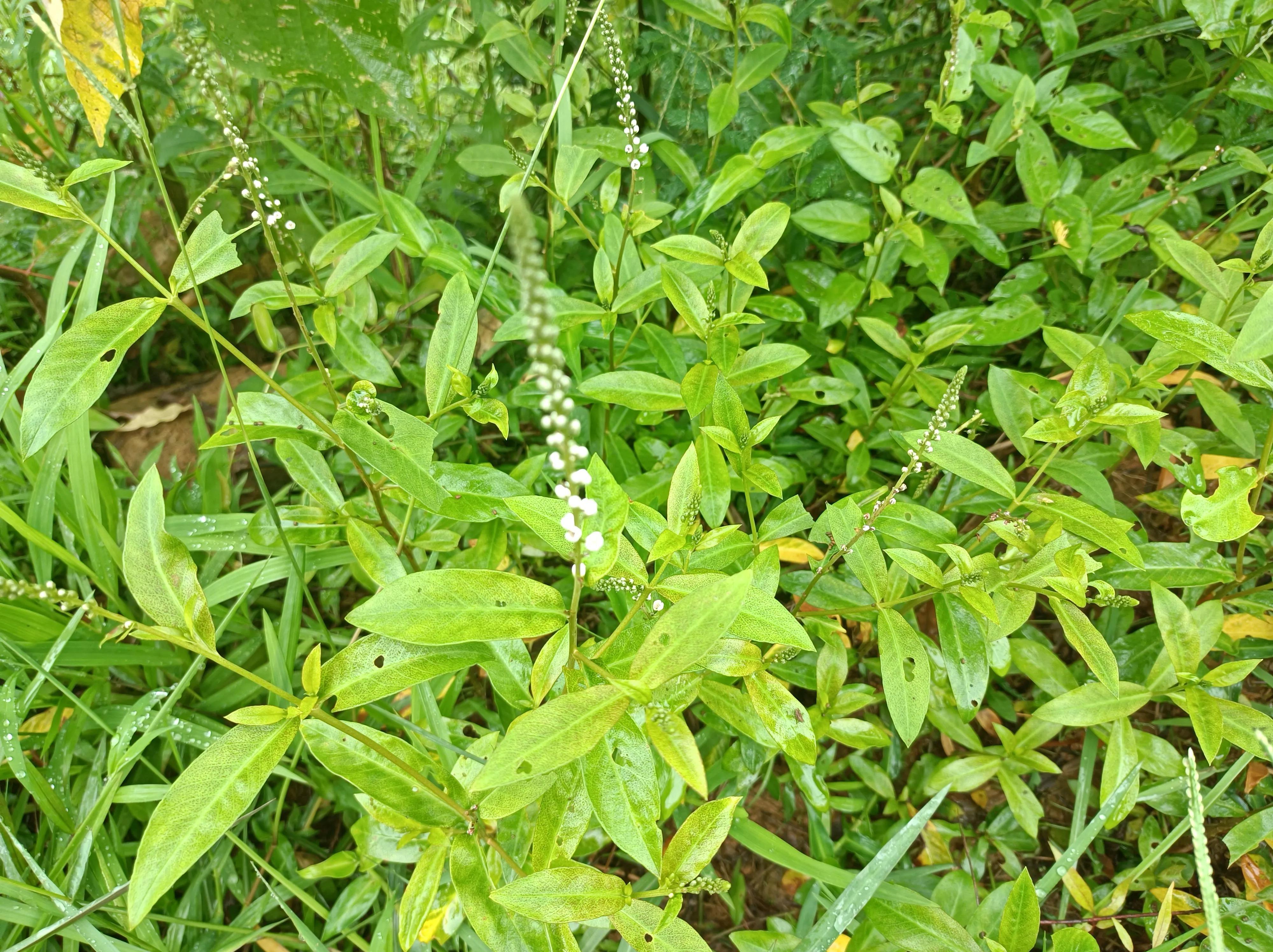 有趣的植物有哪些,农村的常见"红根草"(奇特的植物有哪些)
