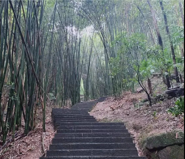 千佛山森林公园，千佛山在哪（不收门票的5个成都周边“小森林”）