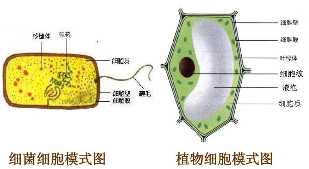揭秘远古海洋霸主：巨齿鲨灭绝之谜与最后一只的传奇故事
