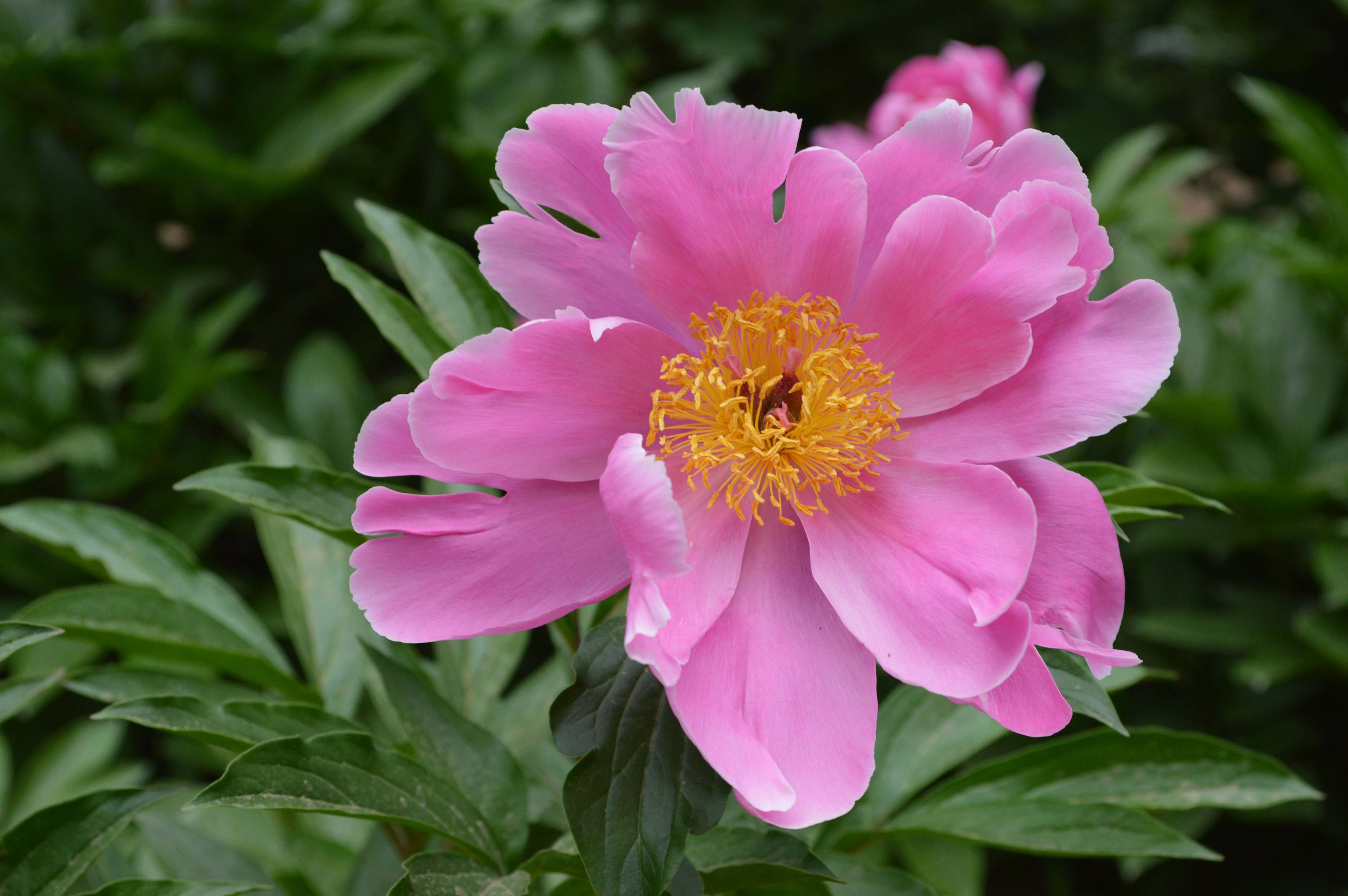 富贵寓意的花(开花漂亮又鲜艳,寓意吉祥如意,可以传给后代) - 彝家