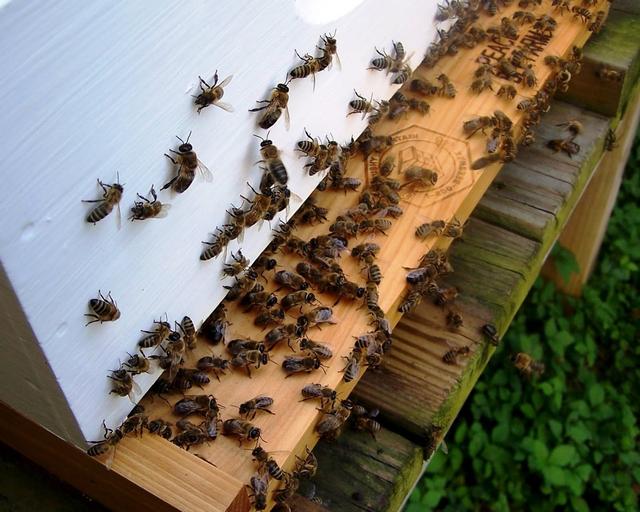 蜜蜂的特点和生活习性，蜜蜂的特点和生活特征（带你了解蜂王、工蜂、雄蜂）