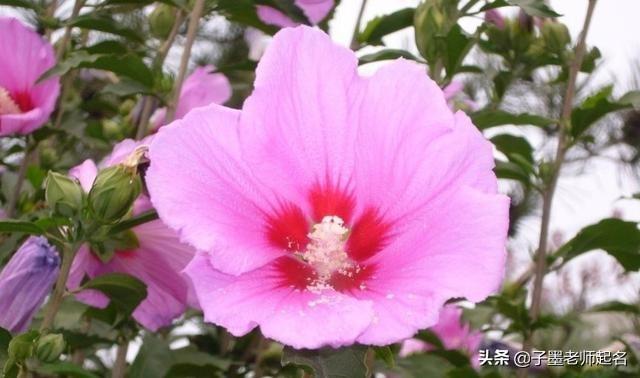 特殊又好听的花名，艺名 女 简单气质（清丽不俗的花名用作女孩名字）