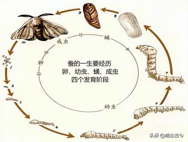 蚕是怎么吐丝的，蚕宝宝吐丝（蚕宝从吐丝到羽化成蝉的全过程）