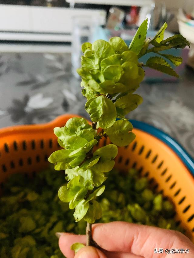 晒干的榆钱怎么吃，榆钱饼（蒸一碗榆钱儿菜，献给父亲）