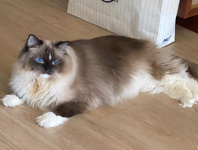 布偶猫的重点花色是有什么特点，布偶猫花色傻傻分不清楚