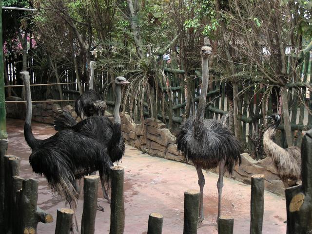 长鹿休闲度假农庄，长鹿农庄旅游攻略（Yoyo游一游——长鹿旅游休博园）