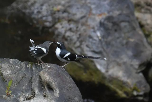 灰背燕尾，中国鸲鹟科鸟类，灰背燕尾是燕子吗（来自腾冲和顺的“她们”成了全国网红~）