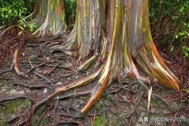 蓝桉青鹧网名，蓝桉青鹧微信昵称（蓝桉，我的温柔只给你一人）