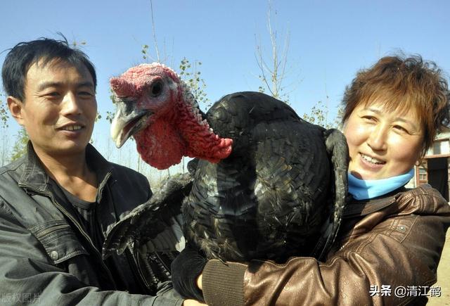火鸡孵化多少天出壳，火鸡孵化需要几天（100天左右可变现）