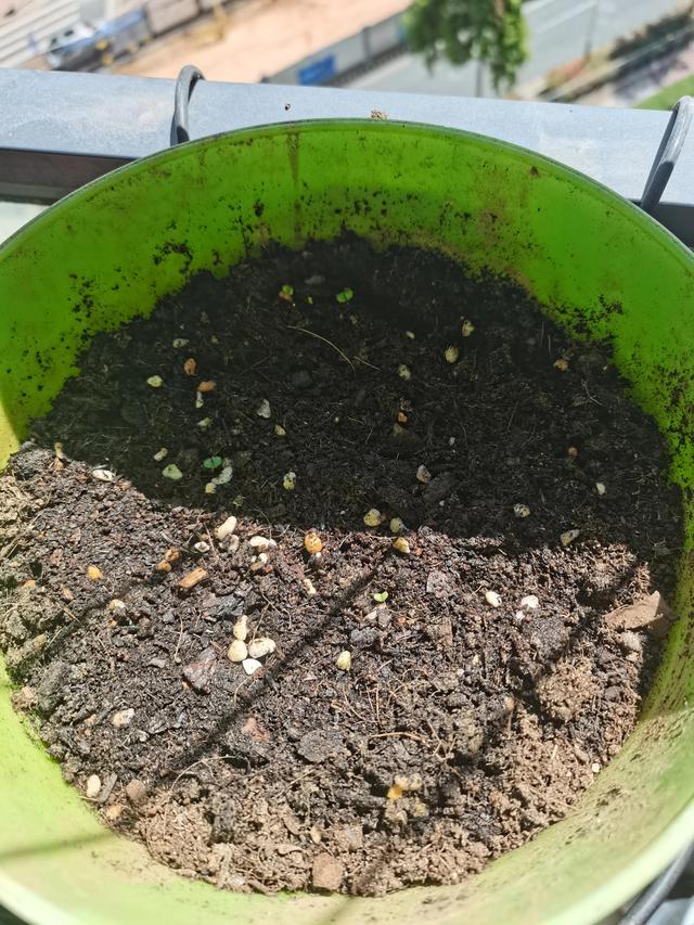 荆芥种子，今年在深圳实现荆芥自由（荆芥的种植方法）