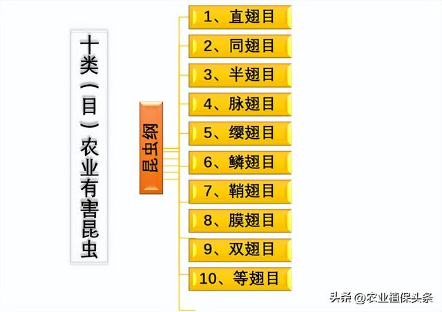 鳞翅目的昆虫有哪些分类，鳞翅目常见昆虫有哪些（第二章、农业植物害虫害螨）