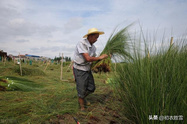 屠苏是什么意思，桃符是什么意思（谈谈屠苏和屠苏酒）