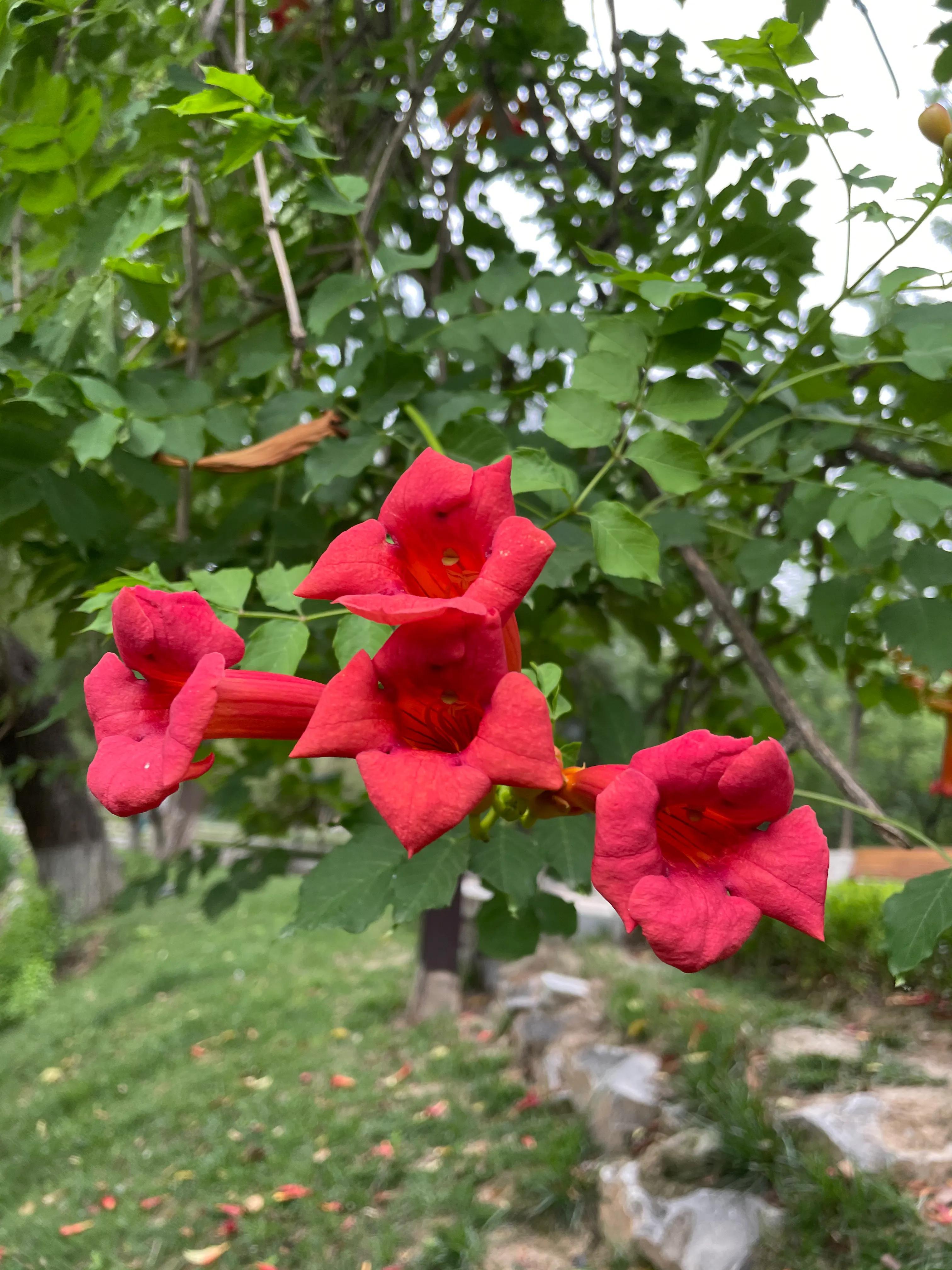 凌霄花的寓意是什麼(你知道嗎?) - 農業 - 愛寧信息網