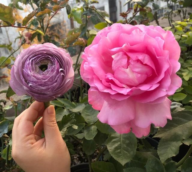 梦露和艾莎月季的区别，月季梦露百科（12种大花月季）