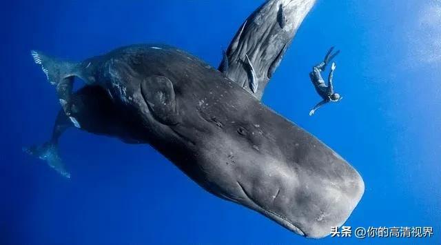 海底在身体哪个部位，幼儿园公开课小班教案（海底10000米隐藏着什么）