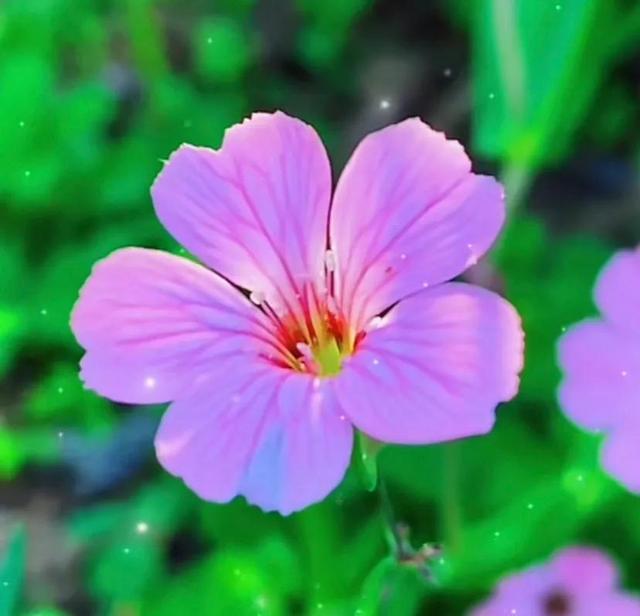 唯美花朵，唯美花朵图片（唯美清新的花朵图片）
