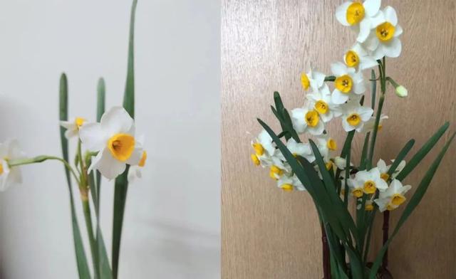 水仙花可以土培吗，水仙可以用土培植吗（中国水仙水培开花后转土培）