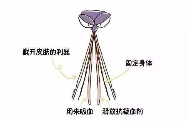 只有母蚊子才咬人，是真的吗，只有母蚊子才咬人（它叮咬你只是涂点痒痒粉）