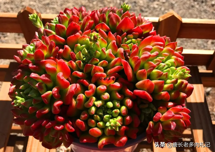 小灯笼第二点是尽量用小花盆和颗粒占比高的配土来进行控养(多肉"开挂