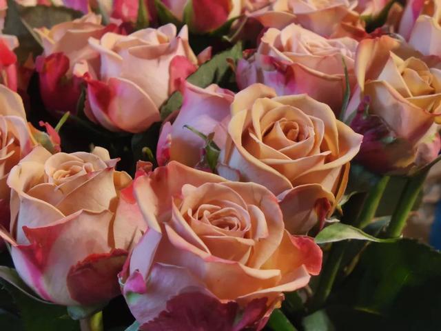 19支玫瑰是什么意思，19朵玫瑰代表什么意思（今年情人节有啥新“花”样）