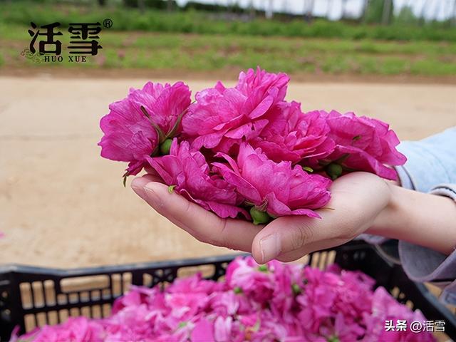 玫瑰花茶品牌排行榜前十名，玫瑰花茶十大排名（活雪：平阴玫瑰“芬芳四溢”）