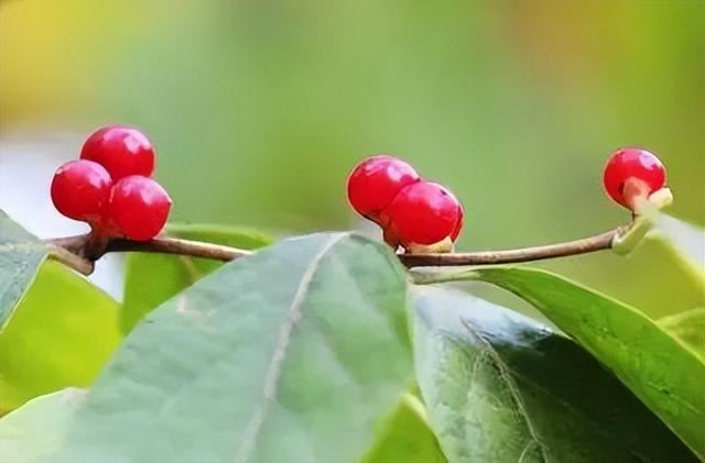 蝴蝶花的花语，118种爱的含义