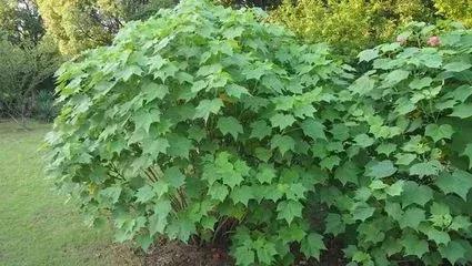 芙蓉是什么花，水中芙蓉是什么花（醉芙蓉最为名贵）