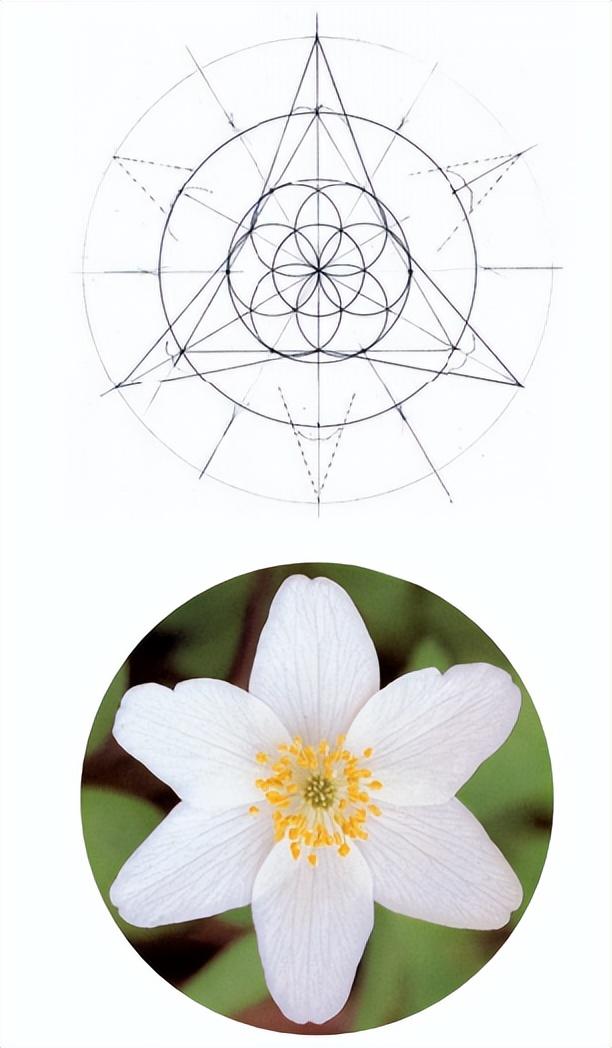 花朵的构造有哪些，花朵的组成结构（暴力拆解花朵的几何结构）