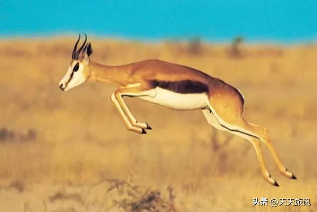 东非动物大迁徙，东非动物大迁徙的路线图（“生命的长征”东非野生动物大迁徙）