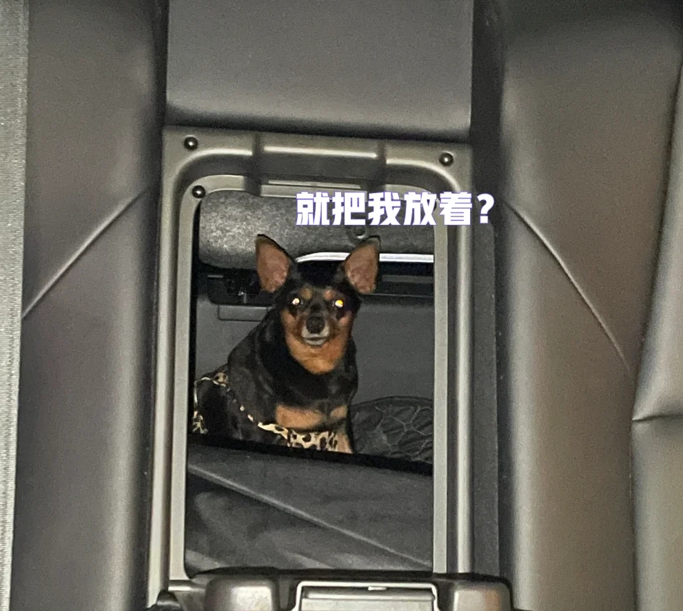 小鹿犬一般多少钱一只 小鹿犬多少钱一只?聪明排到第几位?