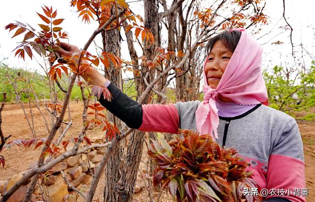 香椿芽的种植方法，从播种育苗到管理采收