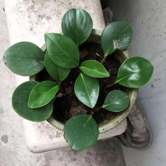 如何折花，如何折花朵简单方法（冬天不花一分钱养花）