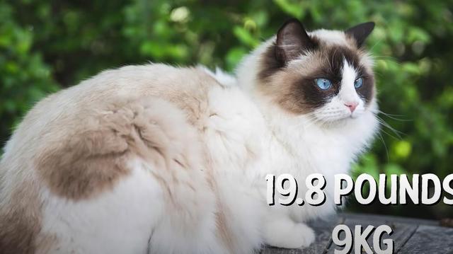 猫的种类图片及名称，猫的种类图片及介绍（猫的种类和性格特点）