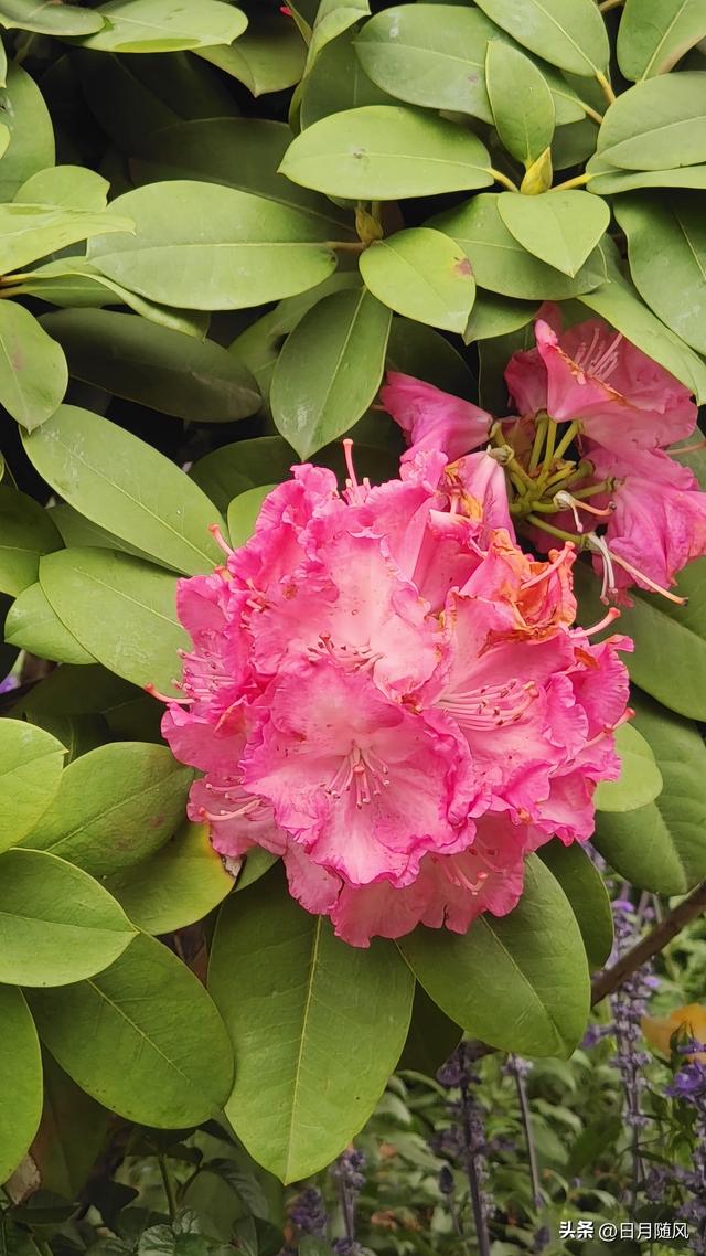 深圳市仙湖植物园，深圳仙湖植物园适合夏天逛吗（深圳仙湖植物园现场实拍图来了）