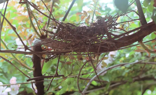 关关雎鸠是成语吗，“关关雎鸠”（为何说吃它的肉会有很大的危害）