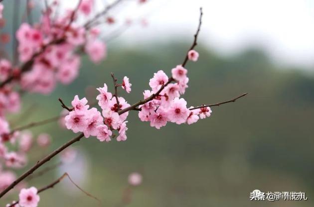 黄花风铃木寓意，龙马潭已变成花花世界