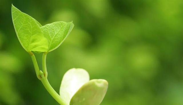 種子發芽過程圖片,種子發芽六個過程( 帶來希望的頭像>)