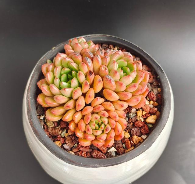 多肉植物怎么种植最合适，养多肉的3个“正确方法”