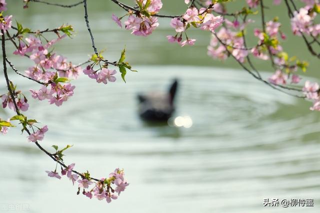 马路拍照技巧，马路拍照技巧视频（花朵不要“胡乱拍”）
