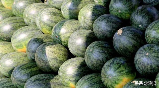 久红瓜怎么挑甜的，久红瓜口感怎么样（河南人的夏天不缺瓜）