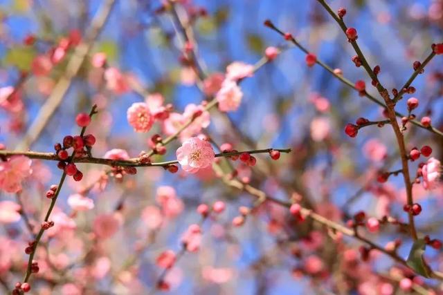 云南花海旅行记，春天，来云南与七彩花海相遇