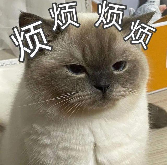 养猫训猫技巧，如何正确训练猫咪