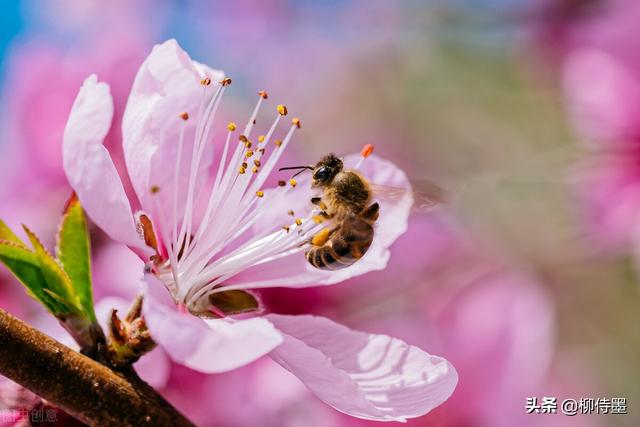 马路拍照技巧，马路拍照技巧视频（花朵不要“胡乱拍”）