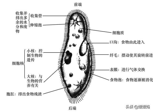 草履虫的结构，草履虫的结构层次模式图（应考技巧丨初中生物识图题常用结构示意图）