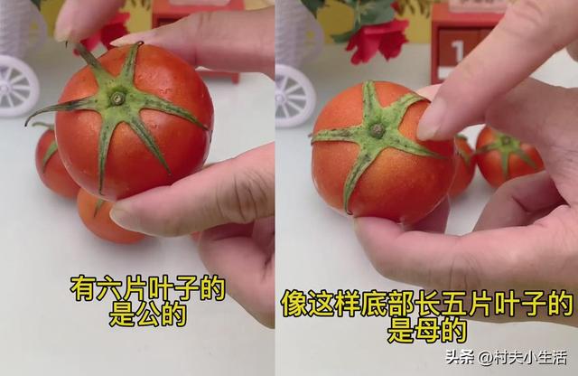 西红柿如何去皮，粉果番茄的功效与作用（西红柿去皮很简单）