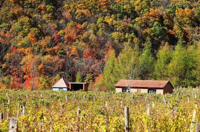 本溪特色美食有哪些，本溪特色美食有哪些小吃（国内唯一媲美北疆的地方）