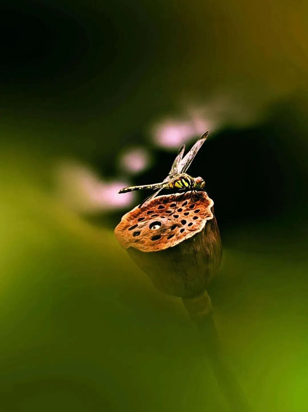 描写初夏的唯美句子,十首晚夏的诗词 - 玉三网